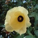 Hibiscus bresil